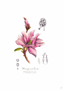 Magnólia je okrasný krík, či strom, ktorý môže dorásť až do štyroch metrov. Široko vajcovité až oválne listy sú sýto až tmavo zelené, tuhé, mierne zvlnené. Kvitne skoro na jar. Kvety sa sfarbujú do ružovej, bielej alebo žltej farby a pekne voňajú. Dospelý ker môže niesť kvety až 30 cm široké pri plnom roztvorení. Jadierka plodov Magnólie majú rady vtáky.